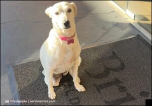 Guia prático da Bristol Hotéis para viajar com pets pelo Brasil - industriadehoteis.com